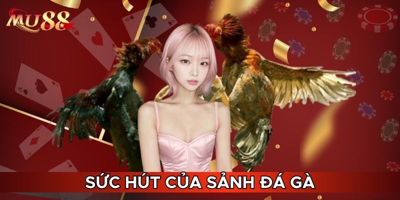 Sức hút của sảnh đá gà